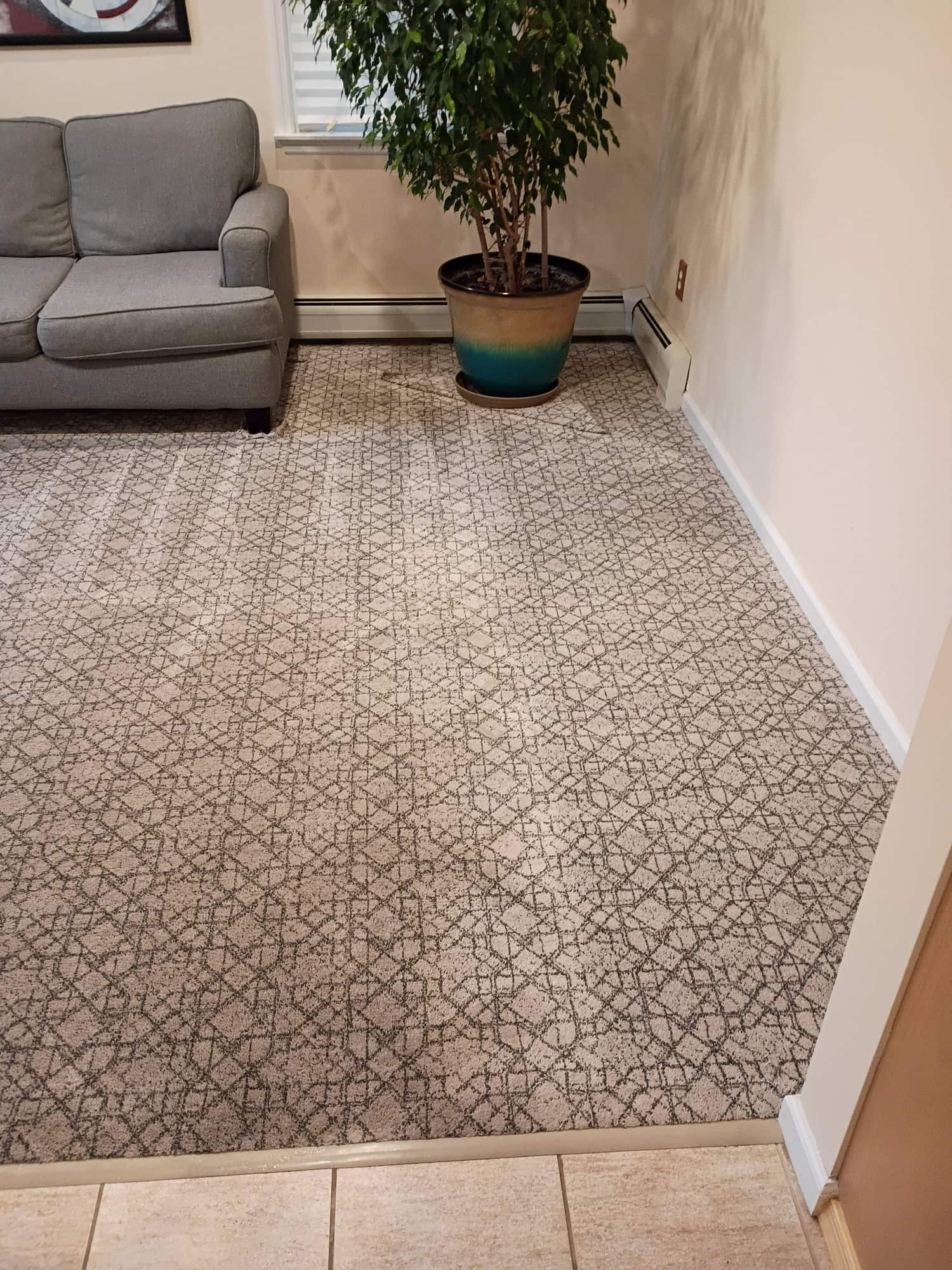 Cleaned living room carpet with blue equipment hoses coiled in the foreground