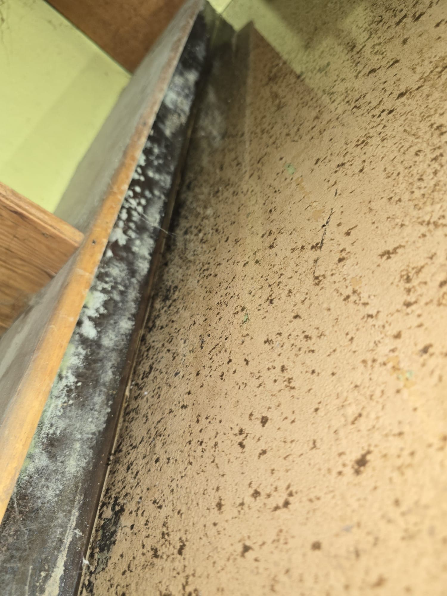 Dense mold speckling across a wood panel in a damp basement