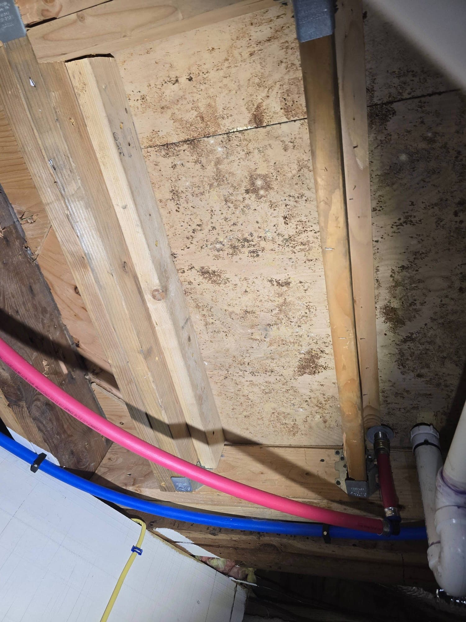 PEX plumbing pipes with a mold-stained wood joist above