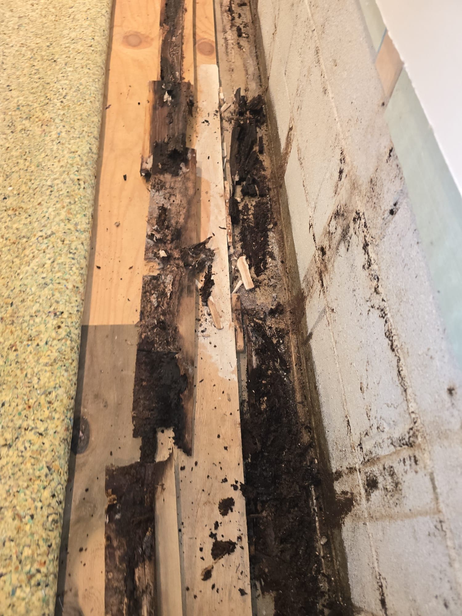 Rotted sill plate and blackened framing exposed beside pulled-back carpet padding