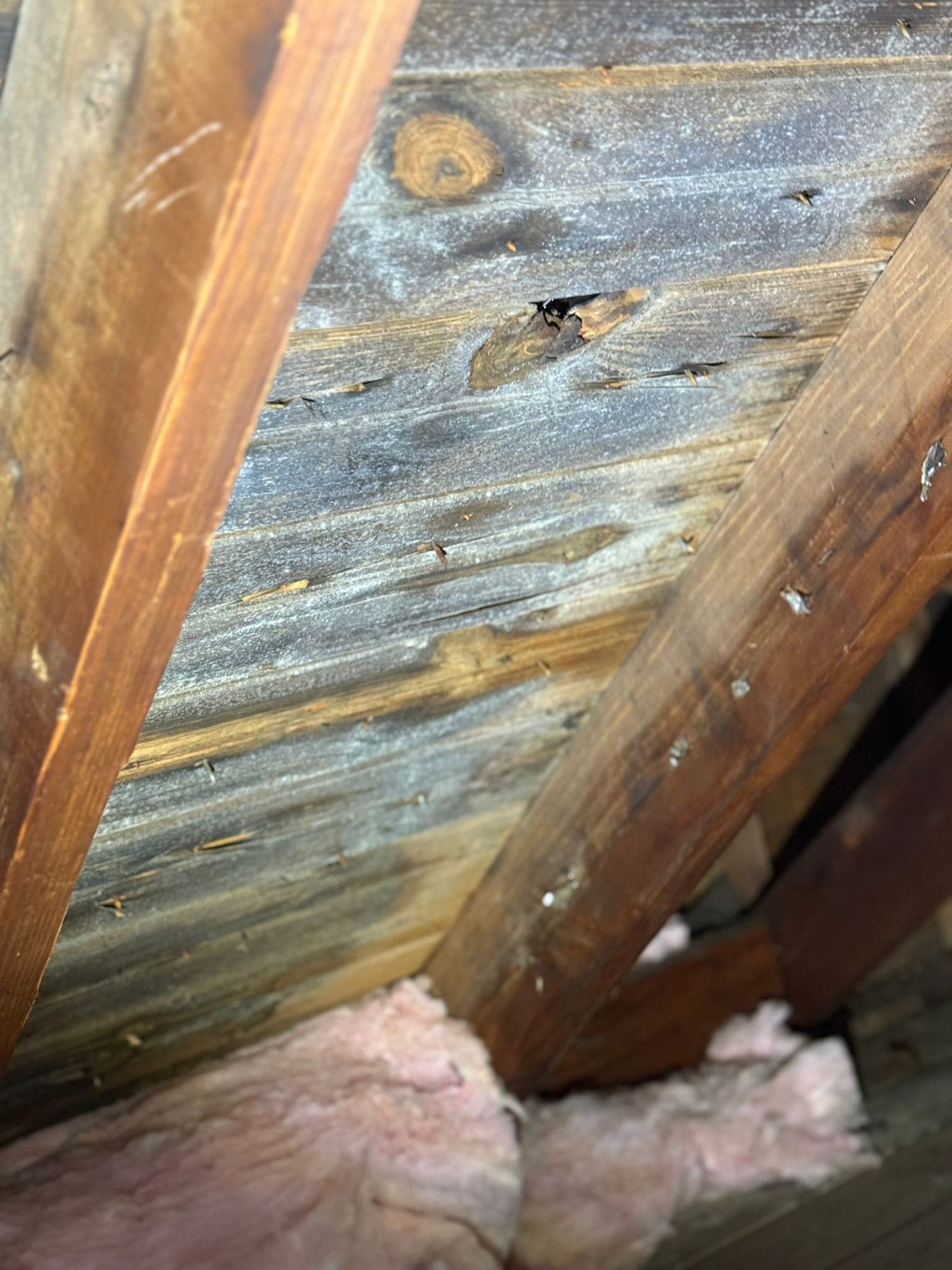Mold bloom spreading across attic roof sheathing between rafters above insulation
