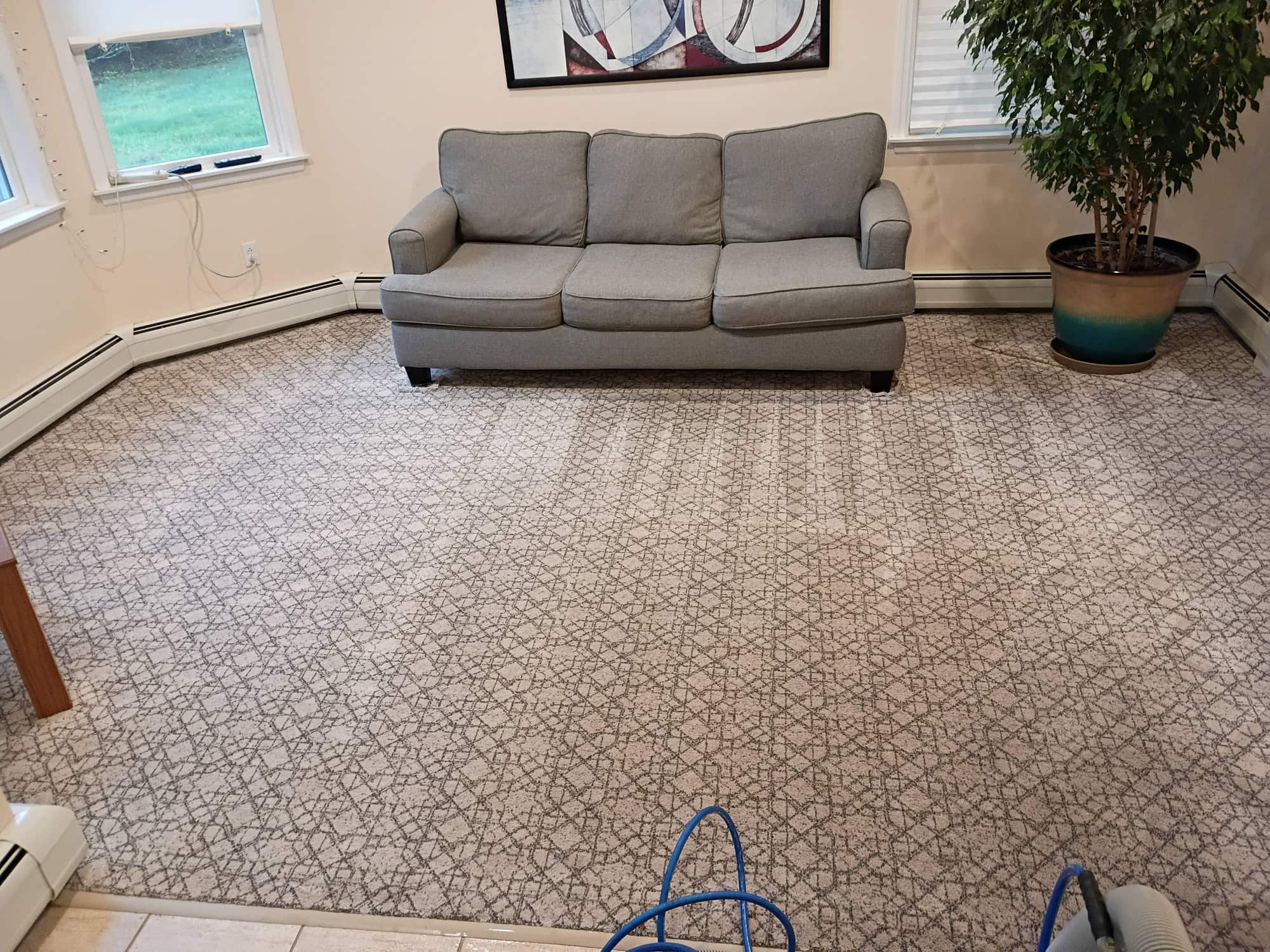 Living room carpet after professional cleaning, brighter with sofa and plant