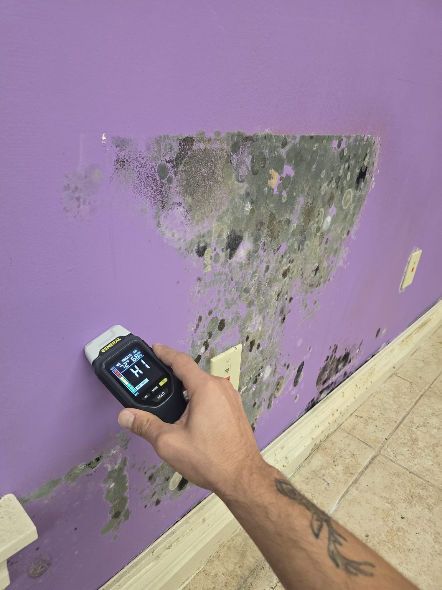 Moisture meter held against a purple wall covered in black mold growth