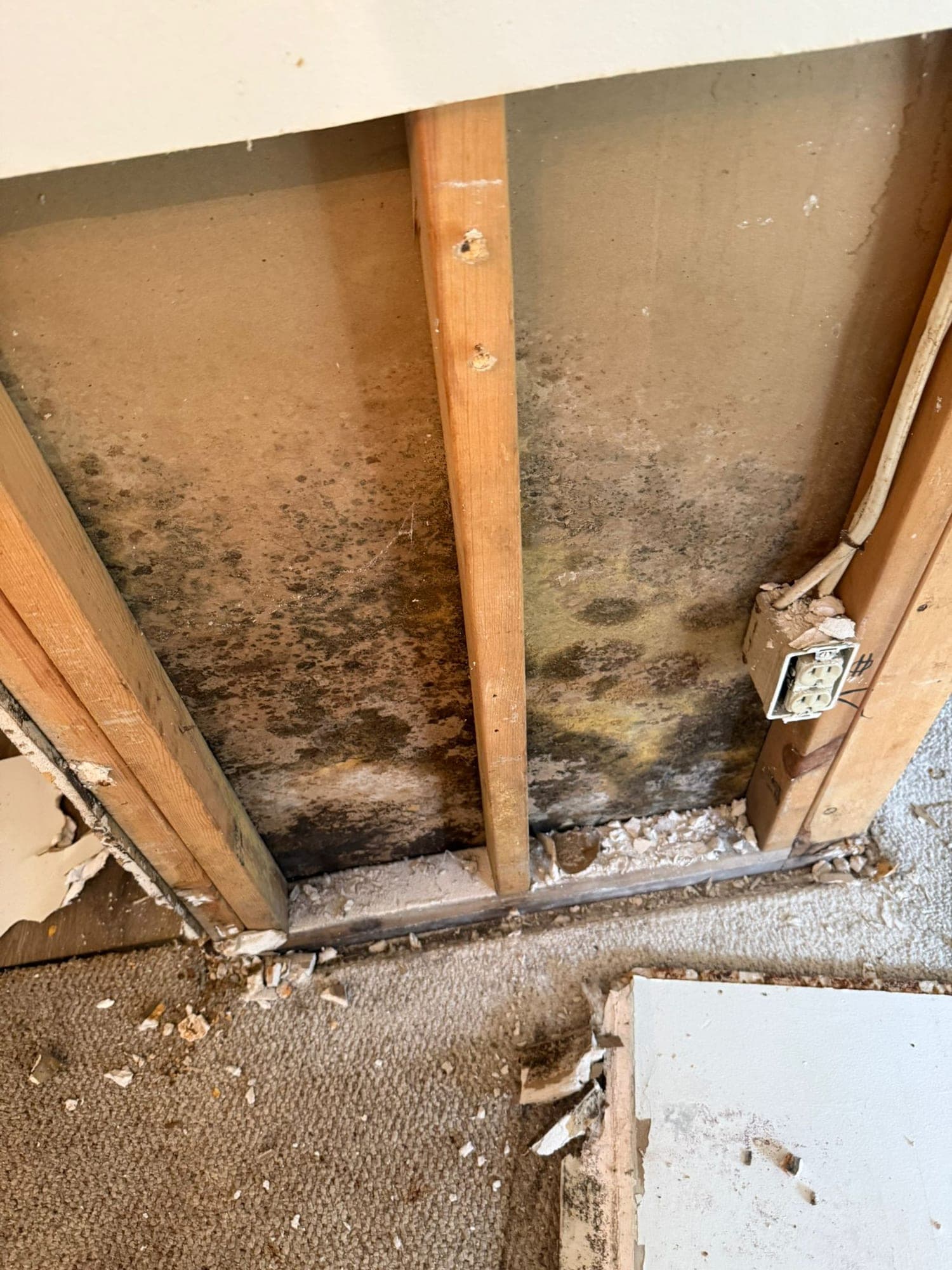Heavy black mold inside an opened wall cavity with exposed studs after drywall removal